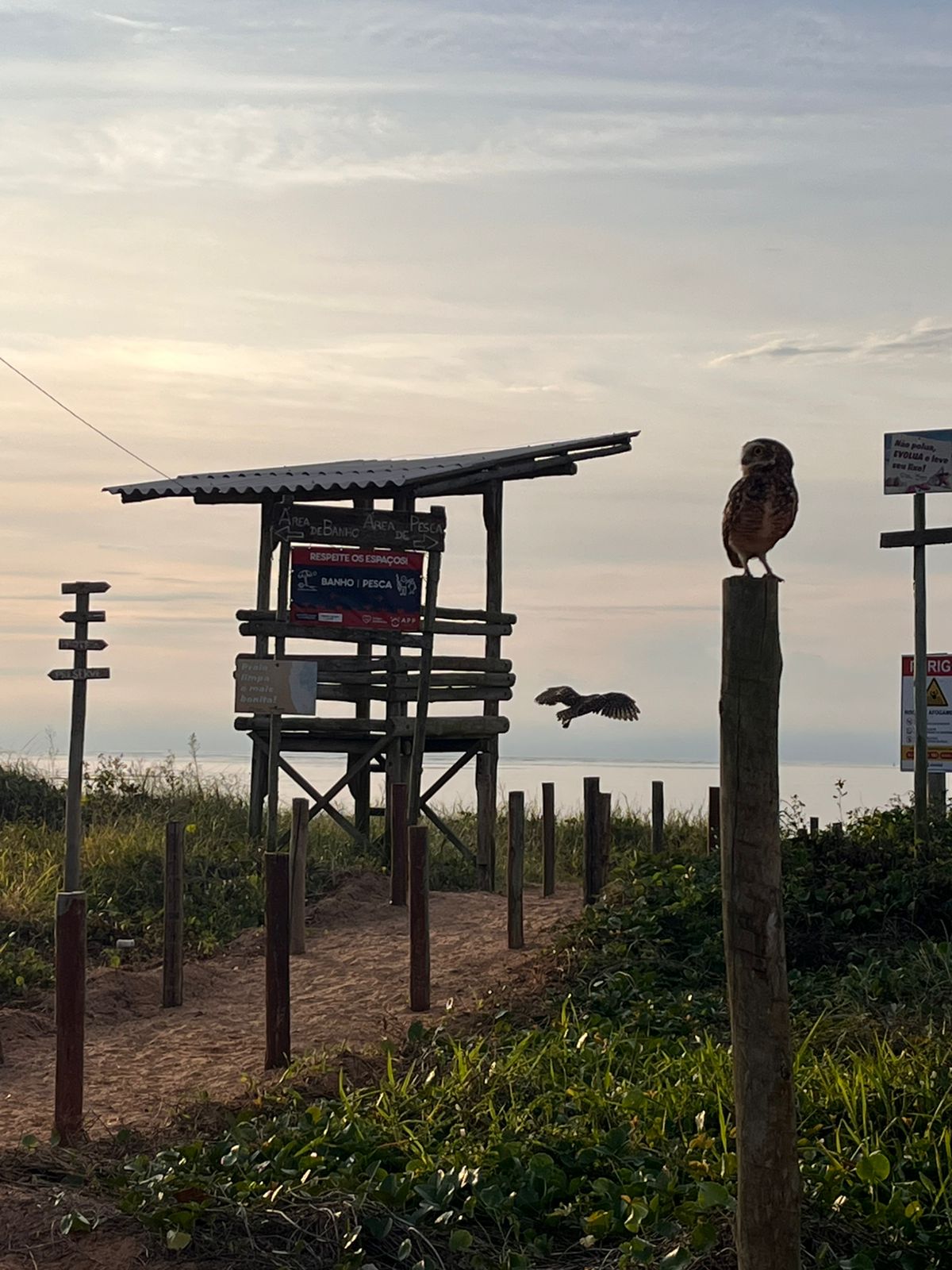 Coruja-buraqueira na praia ao amanhecer